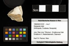 Foto (Objekt + Etiketten) von Decapoda indet. 